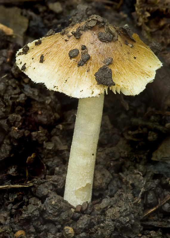 Inocybe alnea